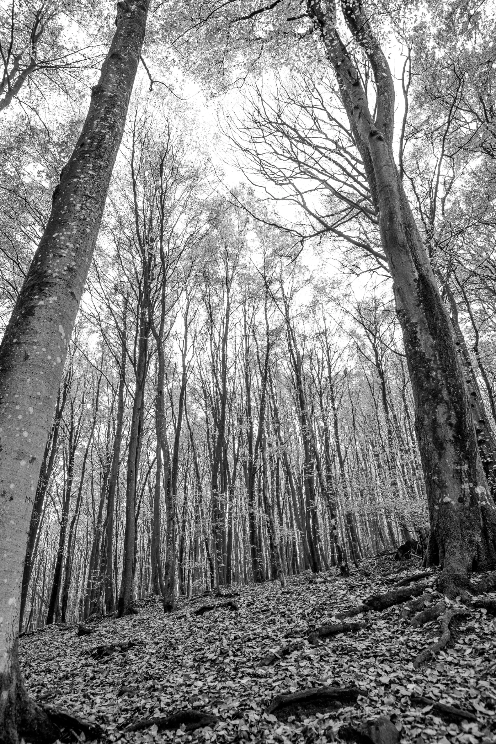 andersn_soderaasen-27