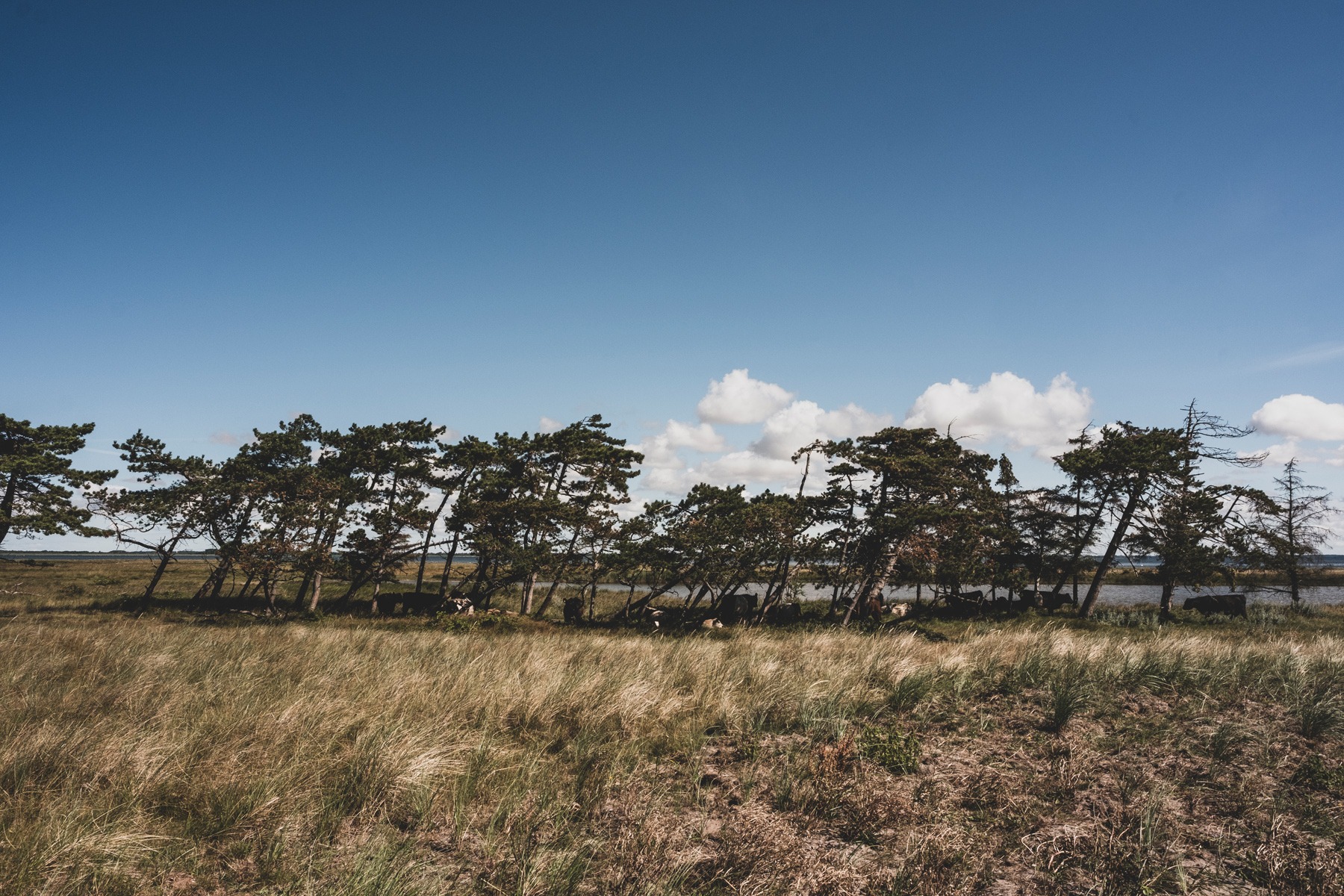 natur_saksfjed-hyllekorg_andersn.dk