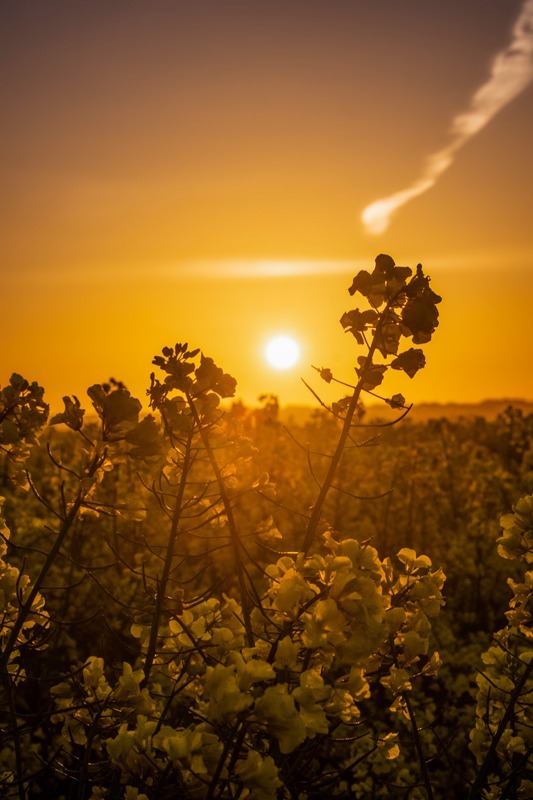 gul_solopgang_ved_vejrhoej_andersn.dk