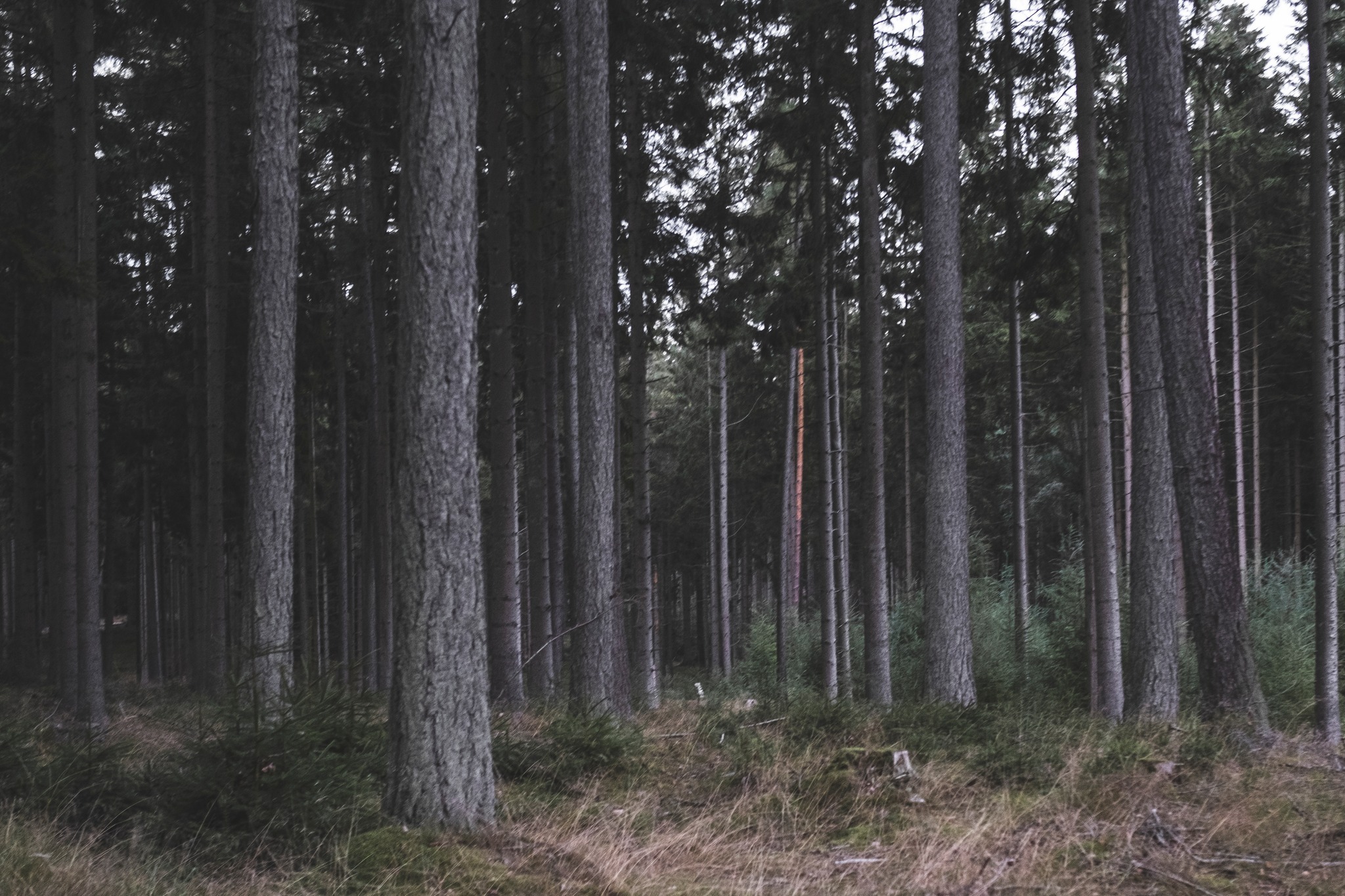 vandretur_gribskov_andersn.dk19