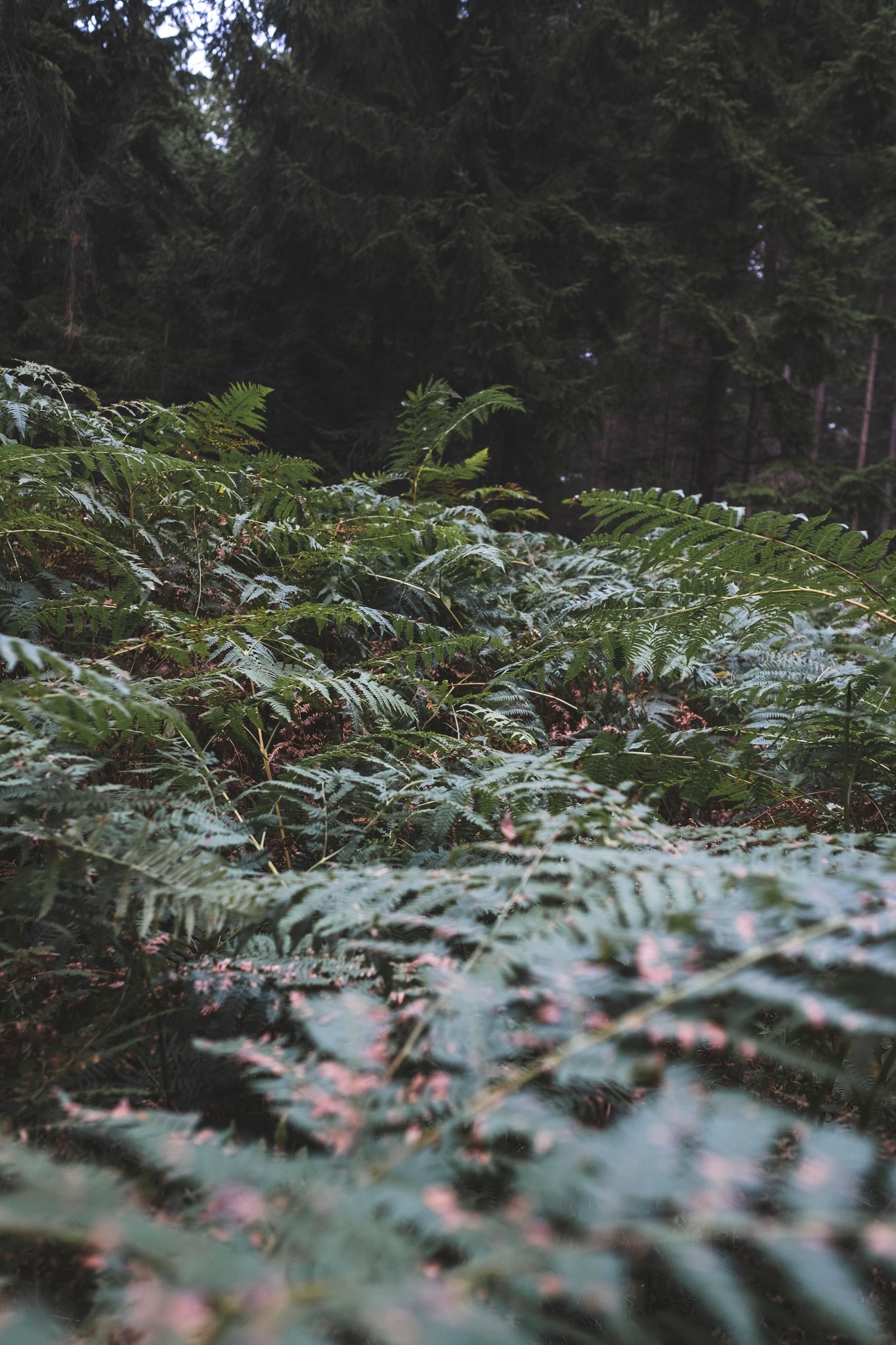 vandretur_gribskov_andersn.dk24