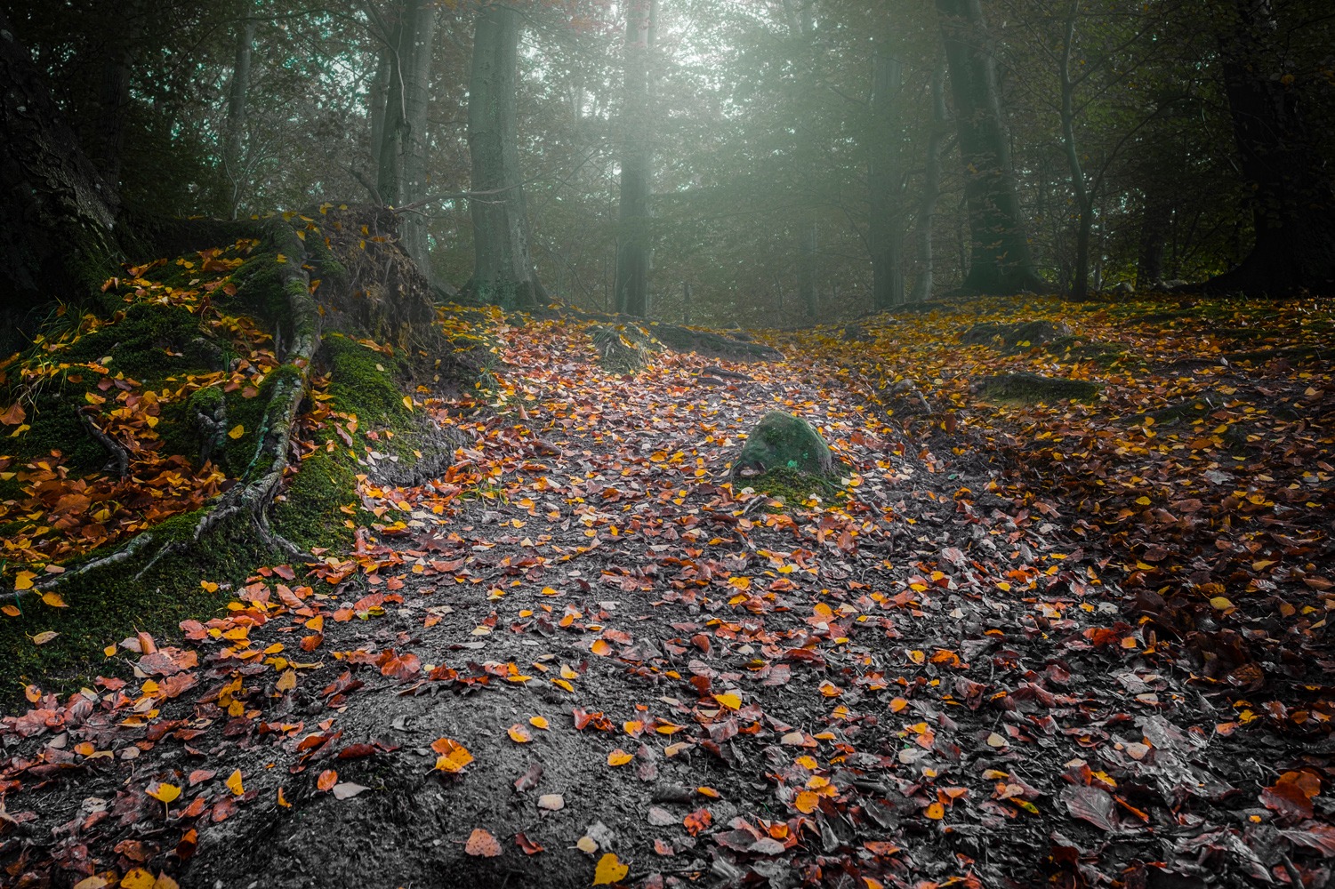 andersn_efteraarsblade_i_skovbund_buresoe