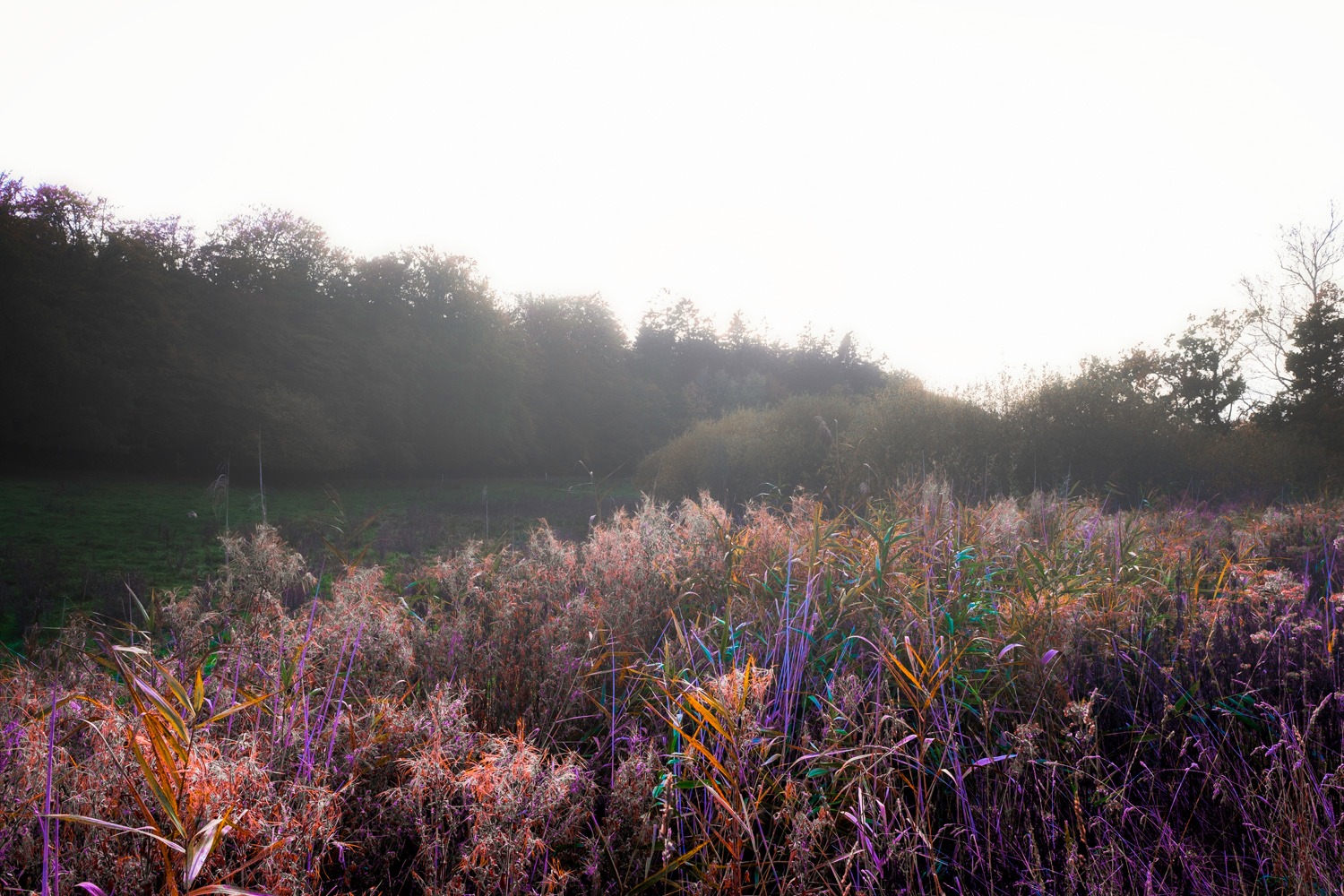 andersn_buresoe_selektiv_farve