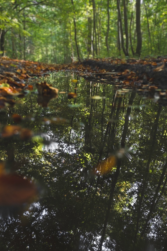 andersn_skovusvaenge_koge_aa_6