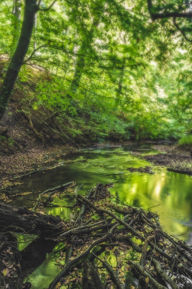 andersn_skovusvaenge_koge_aa_2