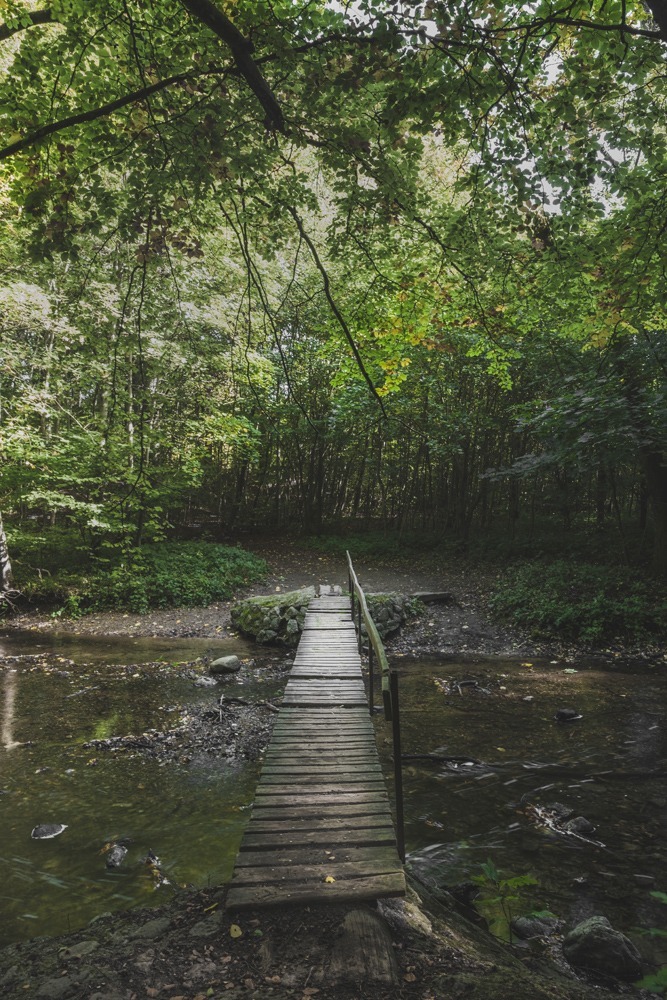 andersn_skovusvaenge_koge_aa_4