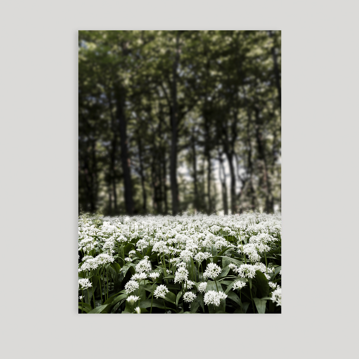 Ramsløg i Vejrhøj skovene.