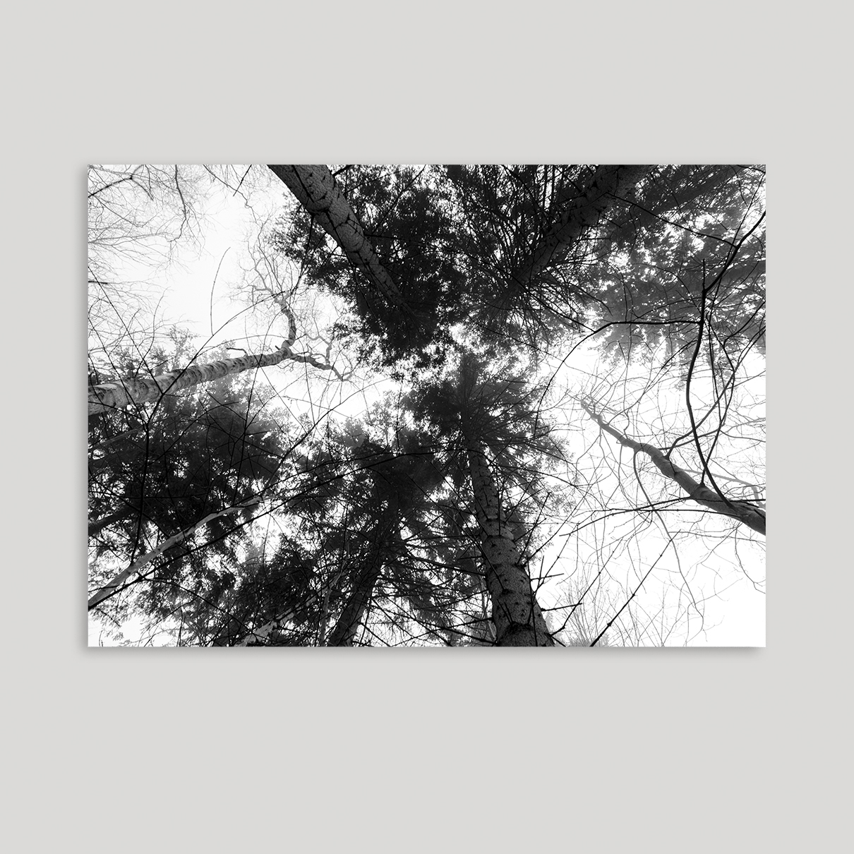 Trækroner i Sperrestrup skov