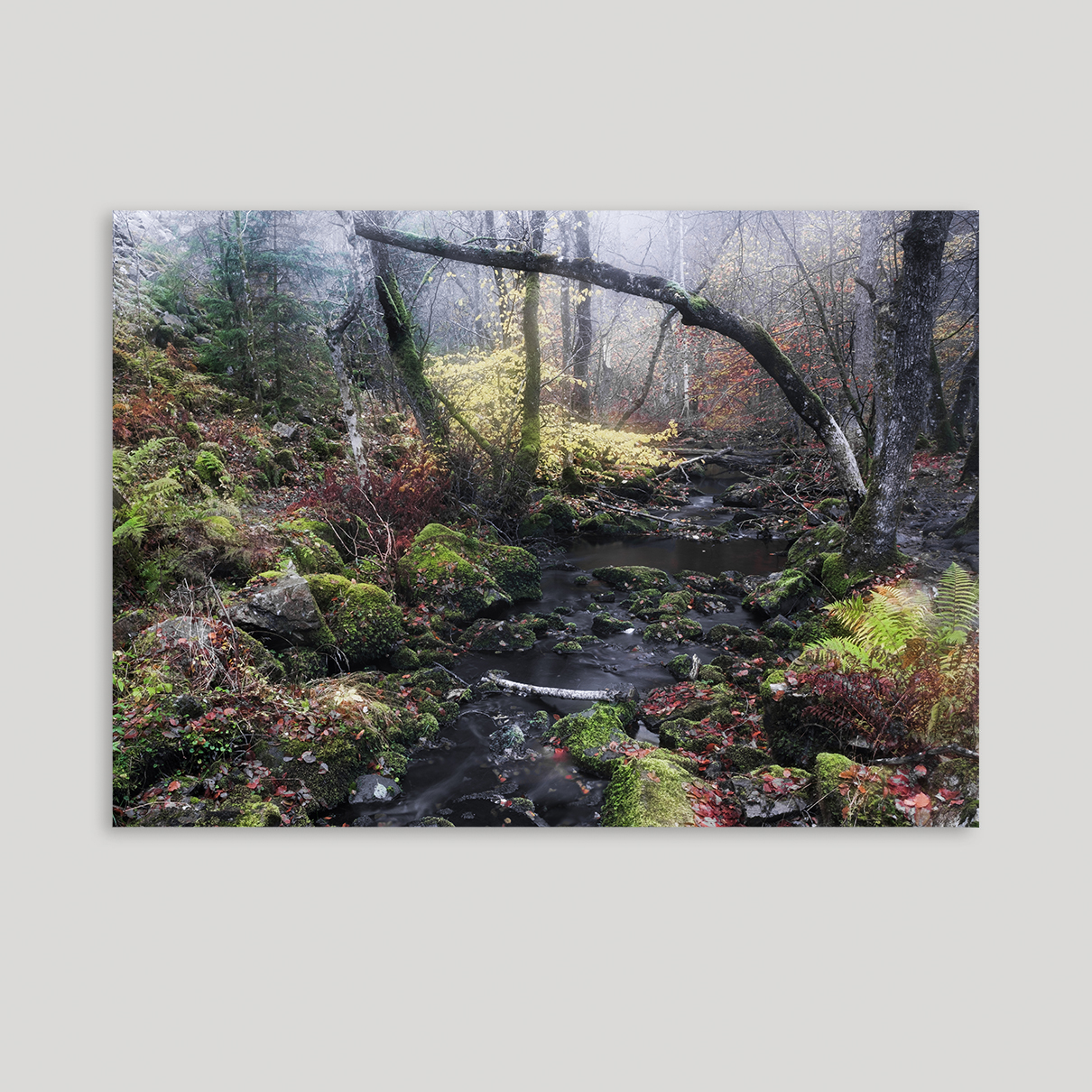 Farver og stemning i söderåsen