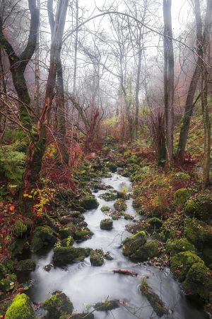 woodland_andersn.dk_61